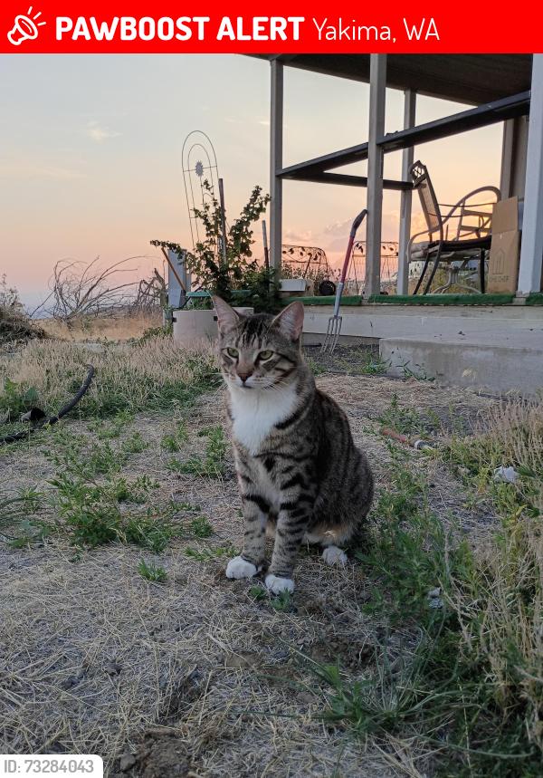 Lost Male Cat last seen Ranch Sign at the end of roza hill drive, Yakima, WA 98901