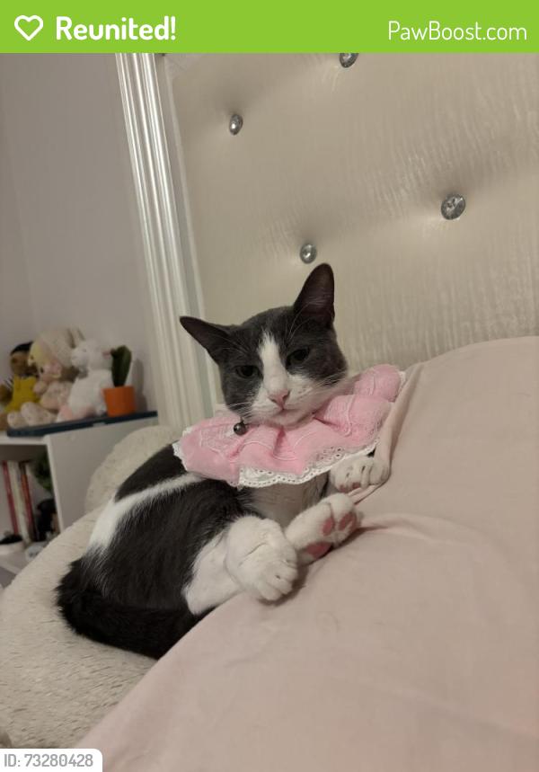 Reunited Female Cat last seen Fieldstream north and brown trout, Orlando, FL 32825