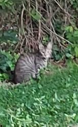 Found/Stray Unknown Cat last seen Harry's Hot Dogs, Coatesville, PA 19320