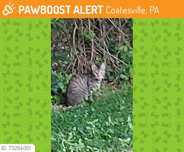 Found/Stray Unknown Cat last seen Harry's Hot Dogs, Coatesville, PA 19320