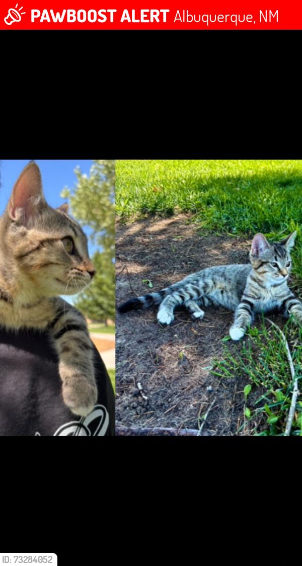 Lost Female Cat last seen Pat Hurley Park 3828 Rincon Rd NW, Albuquerque, Albuquerque, NM 87105