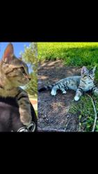 Lost Female Cat last seen Pat Hurley Park 3828 Rincon Rd NW, Albuquerque, Albuquerque, NM 87105