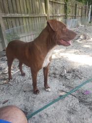 Reunited Male Dog last seen Deer Creek, Zachary, LA 70791