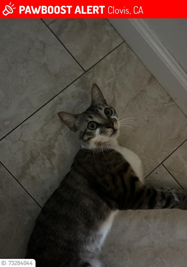 Lost Male Cat last seen Clovis and Shaw Ave, Clovis, CA 93612