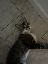 Lost Male Cat last seen Clovis and Shaw Ave, Clovis, CA 93612