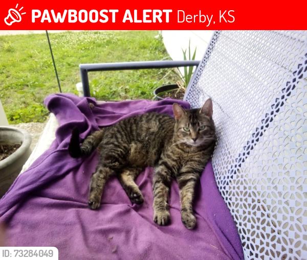 Lost Female Cat last seen 55th and Oliver, Derby, KS 67037