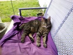 Lost Female Cat last seen 55th and Oliver, Derby, KS 67037