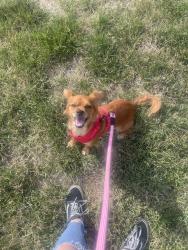 Reunited Female Dog last seen alvin ave, San Jose, CA 95121