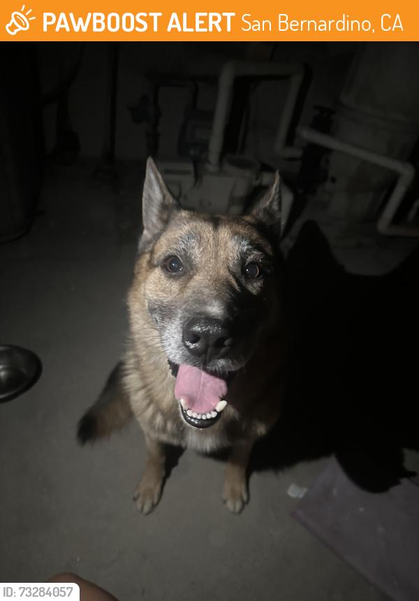 Found/Stray Unknown Dog last seen Pinehurst ct, San Bernardino, CA 92405
