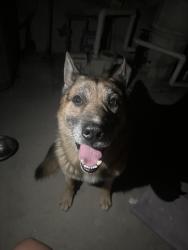 Found/Stray Unknown Dog last seen Pinehurst ct, San Bernardino, CA 92405