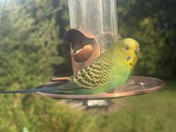 Found/Stray Unknown Bird last seen CJ’s tire and auto service, Middletown, RI 02842