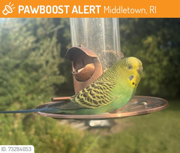 Found/Stray Unknown Bird last seen CJ’s tire and auto service, Middletown, RI 02842