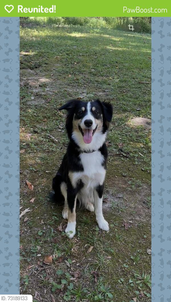Reunited Female Dog last seen Fischer Road & Indian Creek Trail, Coweta County, GA 30277
