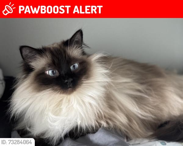 Lost Female Cat last seen Gasoline alley, Red Deer County, AB T4E 3B8