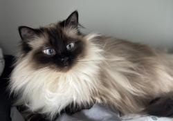 Lost Female Cat last seen Gasoline alley, Red Deer County, AB T4E 3B8