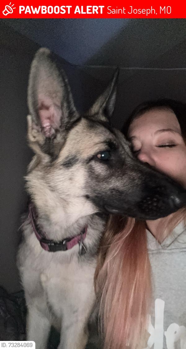 Lost Female Dog last seen Daryqueen, Saint Joseph, MO 64505