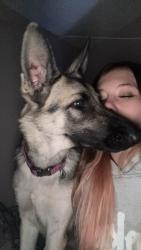 Lost Female Dog last seen Daryqueen, Saint Joseph, MO 64505