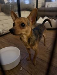 Reunited Male Dog last seen Venice Blvd/La Brea Ave, Los Angeles, CA 90019