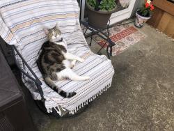 Lost Female Cat last seen Between 69th and 71st off garden home rd near old market pub, Portland, OR 97223