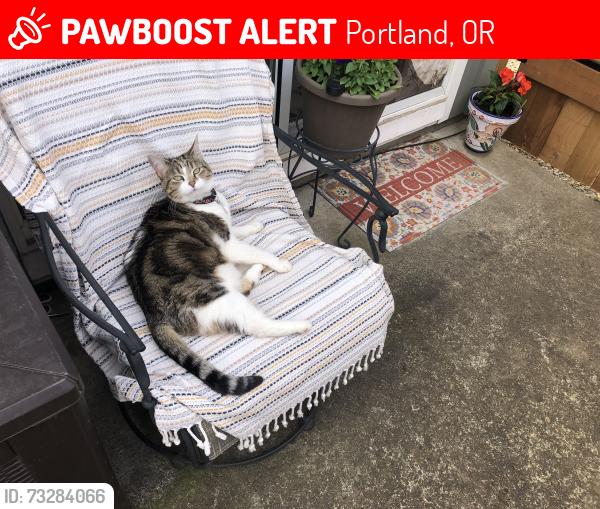 Lost Female Cat last seen Between 69th and 71st off garden home rd near old market pub, Portland, OR 97223