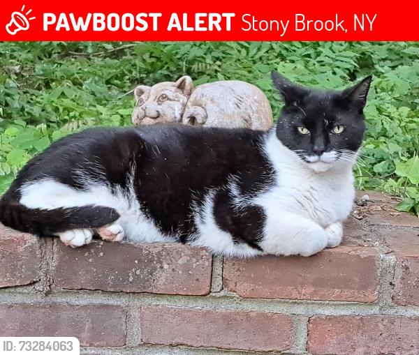 Lost Male Cat last seen Stony Rd., Stony Brook, Stony Brook, NY 11790