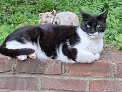 Lost Male Cat last seen Stony Rd., Stony Brook, Stony Brook, NY 11790