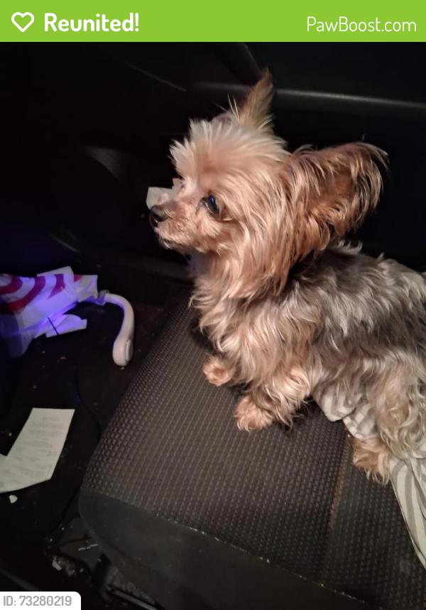 Reunited Female Dog last seen Bell Rd and Stewart's Ferry, Nashville, TN 37217
