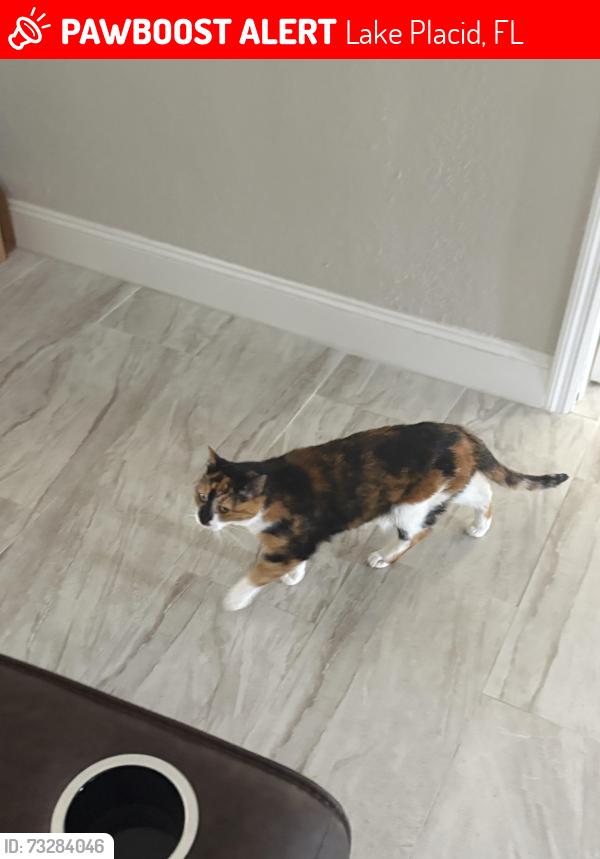 Lost Female Cat last seen Lake Henry Dr & Notre Dame St, Lake Placid, FL 33852