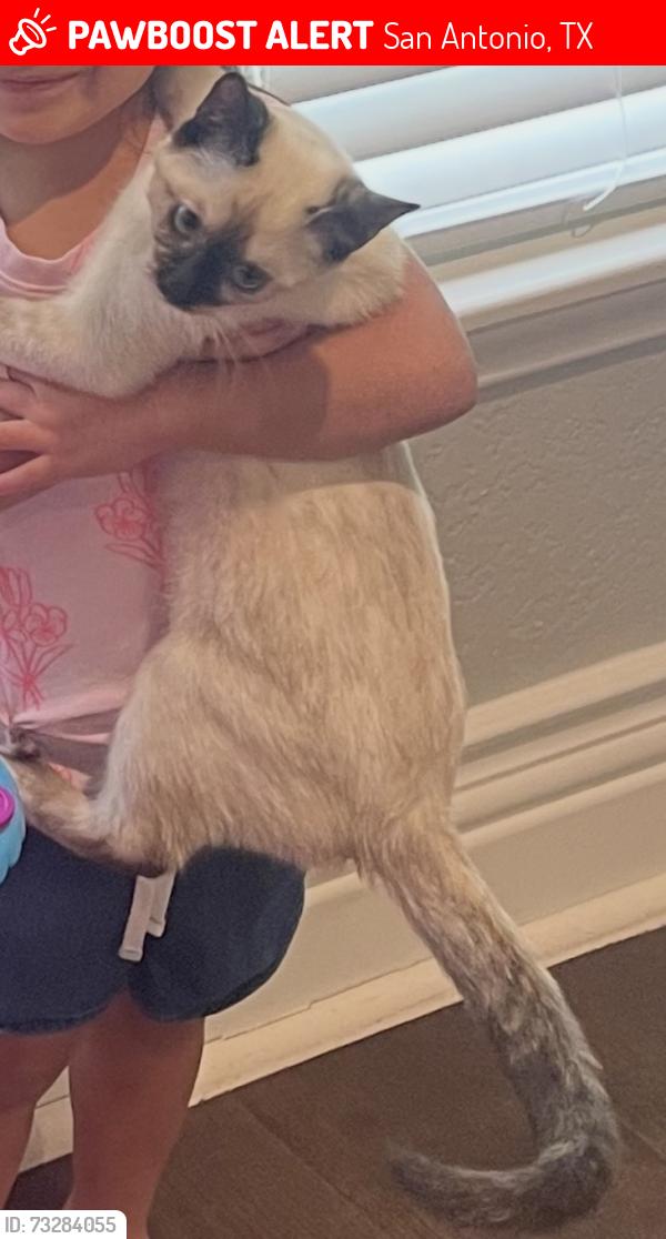Lost Female Cat last seen St. Cloud, San Antonio, TX 78228