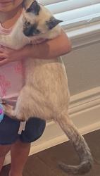 Lost Female Cat last seen St. Cloud, San Antonio, TX 78228
