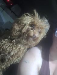 Reunited Female Dog last seen Pizzeria, Philadelphia, PA 19124