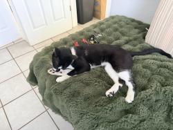 Lost Male Cat last seen Helena, Fallbrook, CA 92028