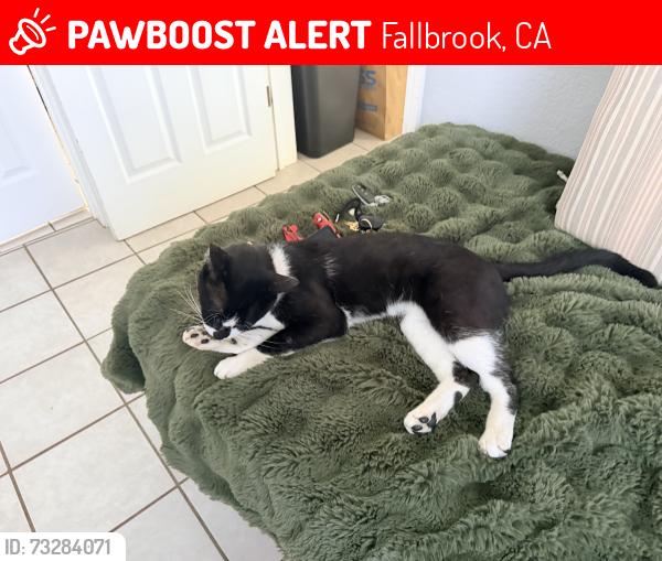 Lost Male Cat last seen Helena, Fallbrook, CA 92028