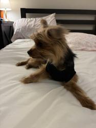 Found/Stray Female Dog last seen 16st & bell, Phoenix, AZ 85022