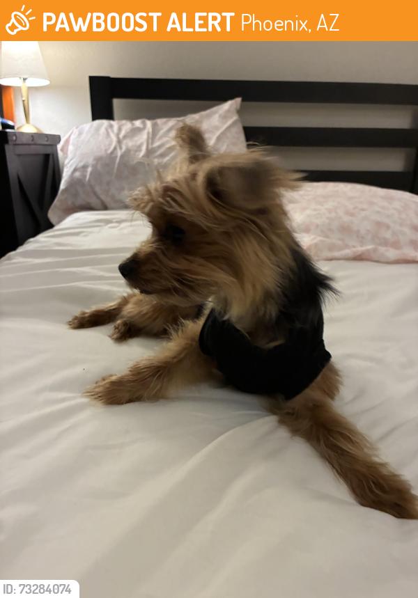 Found/Stray Female Dog last seen 16st & bell, Phoenix, AZ 85022