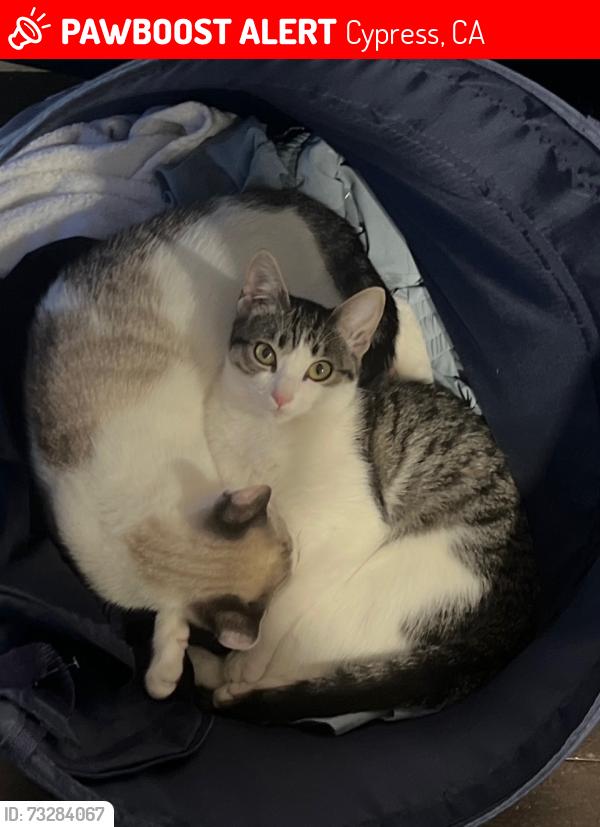 Lost Female Cat last seen Lincoln/Walker, Cypress, CA 90630