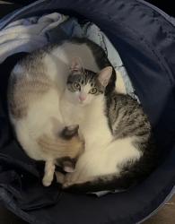 Lost Female Cat last seen Lincoln/Walker, Cypress, CA 90630