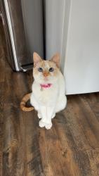 Lost Female Cat last seen Thompson Place/Tanglewilde, near Winco, Tanglewilde, WA 98516