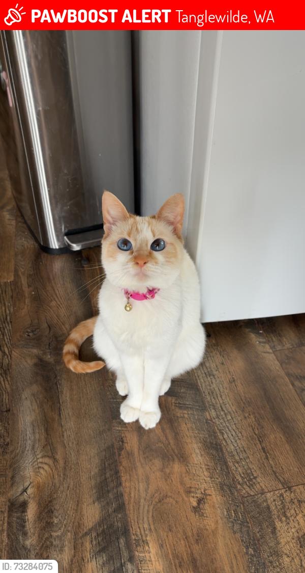 Lost Female Cat last seen Thompson Place/Tanglewilde, near Winco, Tanglewilde, WA 98516