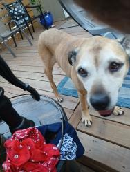 Reunited Male Dog last seen 39th Street and Prather Road, Kansas City, MO 64116