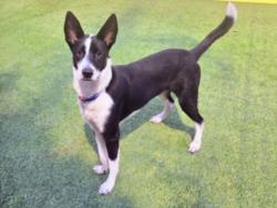Shelter Stray Male Dog last seen , West Valley Animal Shelter, 20655 Plummer St, Chatsworth, CA 91311, USA