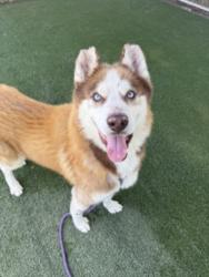 Shelter Stray Male Dog last seen , West Valley Animal Shelter, 20655 Plummer St, Chatsworth, CA 91311, USA
