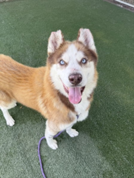 Shelter Stray Male Dog last seen , West Valley Animal Shelter, 20655 Plummer St, Chatsworth, CA 91311, USA