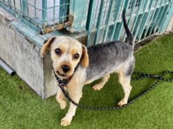 Shelter Stray Male Dog last seen , 11361 W Pico Blvd, Los Angeles, CA 90064, USA