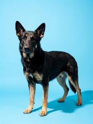 Shelter Stray Male Dog last seen Near BLOCK BON AIR, 2020 Forest St, Jacksonville, FL 32204, USA
