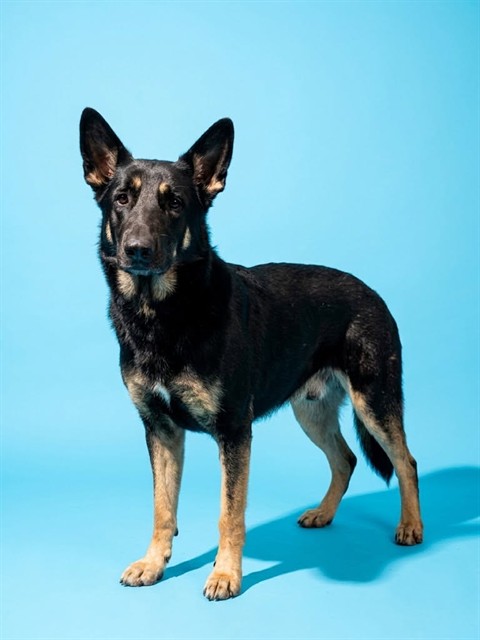 Shelter Stray Male Dog last seen Near BLOCK BON AIR, 2020 Forest St, Jacksonville, FL 32204, USA