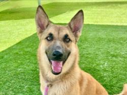 Shelter Stray Female Dog last seen , 957 N Gaffey St, San Pedro, CA 90731, USA