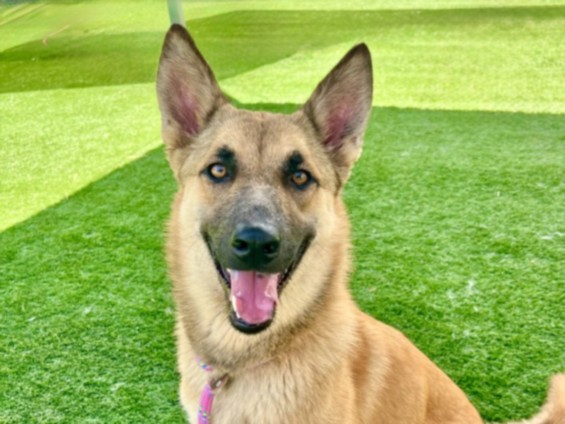 Shelter Stray Female Dog last seen , 957 N Gaffey St, San Pedro, CA 90731, USA