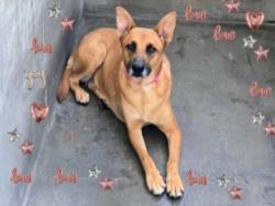 Shelter Stray Female Dog last seen , 14409 Vanowen St, Van Nuys, CA 91405, USA