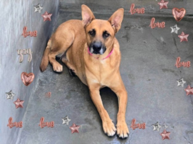 Shelter Stray Female Dog last seen , 14409 Vanowen St, Van Nuys, CA 91405, USA